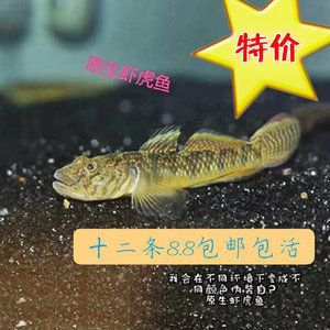 虎魚是冷水魚還是熱水魚好：虎魚是不適合在冷水環(huán)境中飼養(yǎng)的熱帶魚，虎魚是不適合飼養(yǎng)的