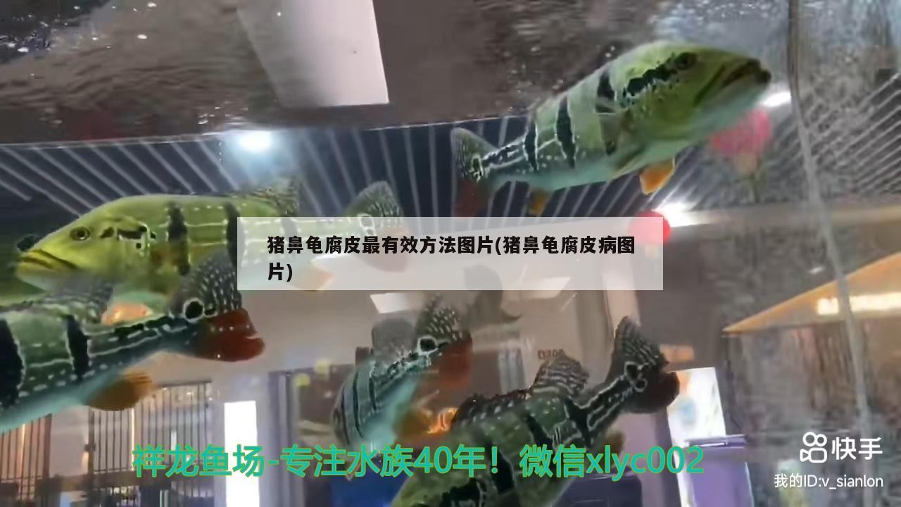 豬鼻龜腐皮最有效方法圖片(豬鼻龜腐皮病圖片)