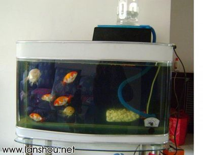 5個礦泉水瓶魚缸：如何用礦泉水瓶做魚缸