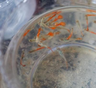 5個礦泉水瓶魚缸：如何用礦泉水瓶做魚缸