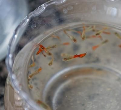 5個礦泉水瓶魚缸：如何用礦泉水瓶做魚缸