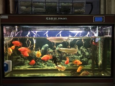 鹽城水族館vs祥龍魚場（鹽城水族館與祥龍魚場之間的差異之前，我們需要明確兩者的主要業務和特點）