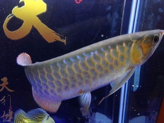 紅龍魚底色發綠好不好：紅龍魚底色發綠可能由多種因素引起，紅龍魚光照需求詳解