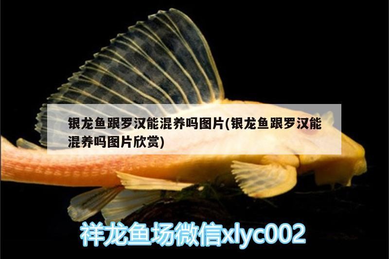 銀龍魚跟羅漢能混養嗎圖片(銀龍魚跟羅漢能混養嗎圖片欣賞)