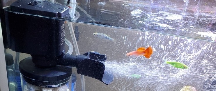 哪個(gè)物流公司可以運(yùn)魚(yú)缸