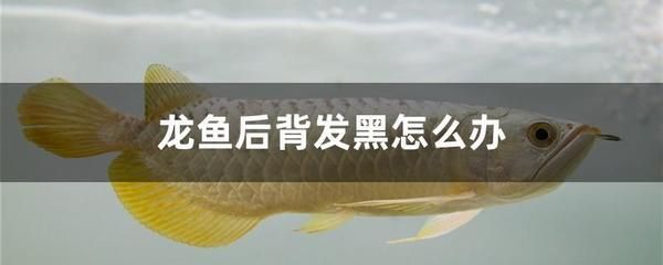 龍魚腸炎痢特靈用量