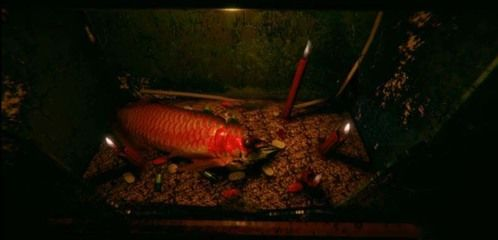 紅龍魚死了可以吃嗎：紅龍魚死后可以食用嗎