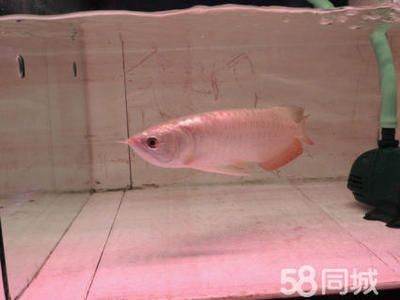 紅龍魚的壽命：關于紅龍魚壽命的詳細介紹
