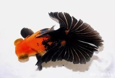 觀賞魚放鹽好不好（觀賞魚養殖中放鹽的作用）