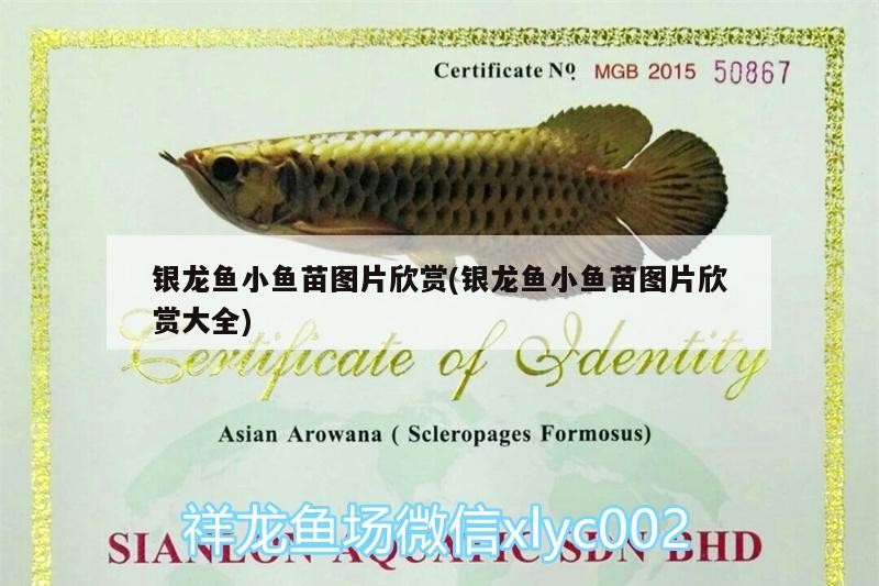 銀龍魚小魚苗圖片欣賞(銀龍魚小魚苗圖片欣賞大全)