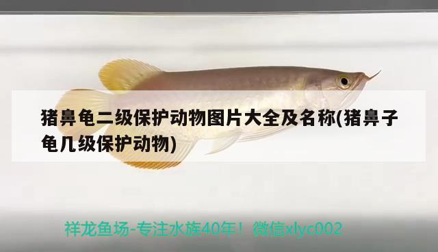 豬鼻龜二級(jí)保護(hù)動(dòng)物圖片大全及名稱(豬鼻子龜幾級(jí)保護(hù)動(dòng)物)