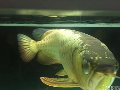 40公分金龍魚要養幾年呢