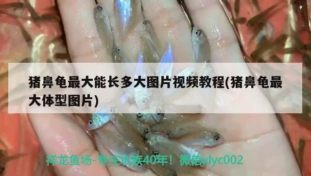 豬鼻龜最大能長多大圖片視頻教程(豬鼻龜最大體型圖片)