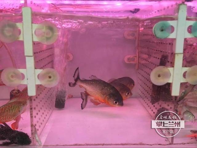 蘇虎魚吃什么最好養活一點：蘇虎魚吃什么最好養活一點蘇虎魚吃什么最好養活一點