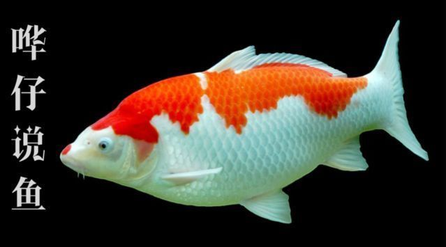 龍魚鱗下有白色蟲vs祥龍魚場(chǎng)：龍魚鱗下有白色蟲vs祥龍魚場(chǎng)的常見原因是什么