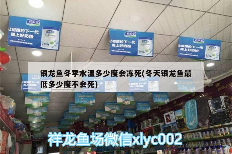銀龍魚(yú)冬季水溫多少度會(huì)凍死(冬天銀龍魚(yú)最低多少度不會(huì)死)