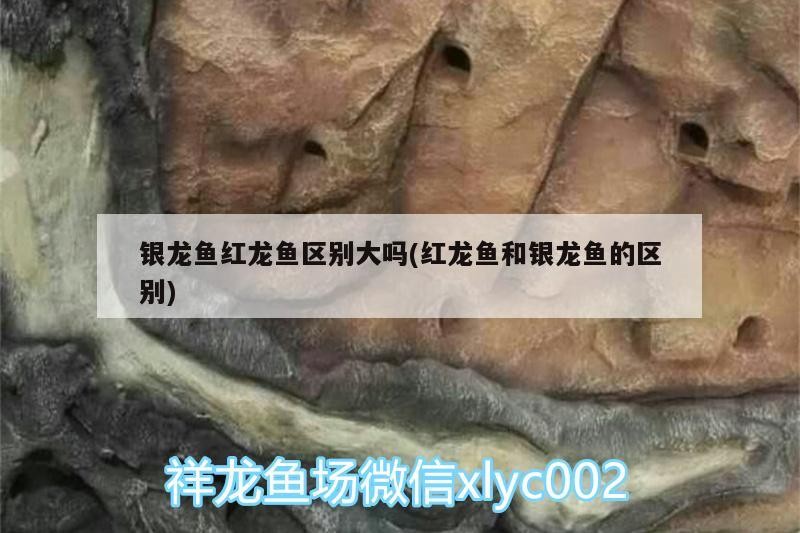 銀龍魚紅龍魚區(qū)別大嗎(紅龍魚和銀龍魚的區(qū)別)