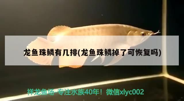龍魚有一片鱗片立鱗,而且伴有黑點怎么回事vs祥龍魚場：龍魚鱗片立鱗伴黑點原因及處理龍魚黑點病的治療方法