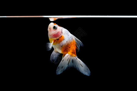北京市朝陽區黑莊戶鄉馬國鋒觀賞魚經營部（北京市朝陽區黑莊戶鄉馬國鋒觀賞魚經營部電話）