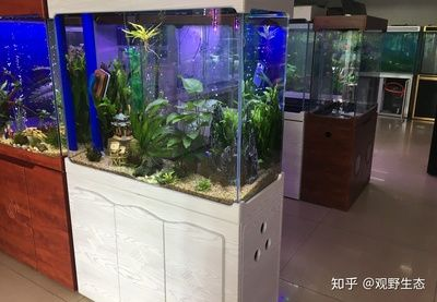 多大魚缸好：如何選擇合適的魚缸尺寸 多大魚缸好：如何選擇合適的魚缸尺寸 魚缸百科 第1張