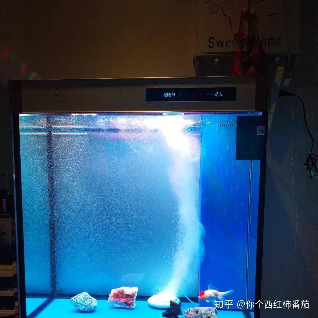 多大魚缸好：如何選擇合適的魚缸尺寸 多大魚缸好：如何選擇合適的魚缸尺寸 魚缸百科 第3張