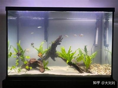 多大魚缸好：如何選擇合適的魚缸尺寸 多大魚缸好：如何選擇合適的魚缸尺寸 魚缸百科 第4張
