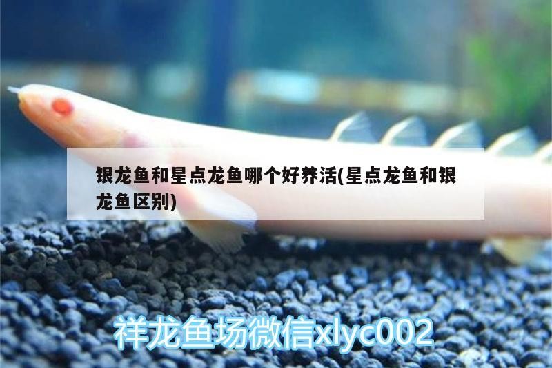 銀龍魚和星點龍魚哪個好養活(星點龍魚和銀龍魚區別)
