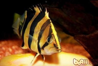 泰國虎魚心理健康維護方法，泰國虎魚的心理健康維護