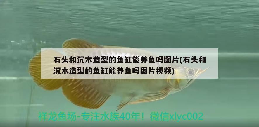 石頭和沉木造型的魚缸能養魚嗎圖片(石頭和沉木造型的魚缸能養魚嗎圖片視頻)