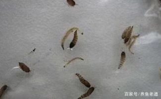 魚(yú)缸常見(jiàn)蟲(chóng)子有哪些：魚(yú)缸中常見(jiàn)的幾種蟲(chóng)子