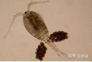 魚(yú)缸常見(jiàn)蟲(chóng)子有哪些：魚(yú)缸中常見(jiàn)的幾種蟲(chóng)子