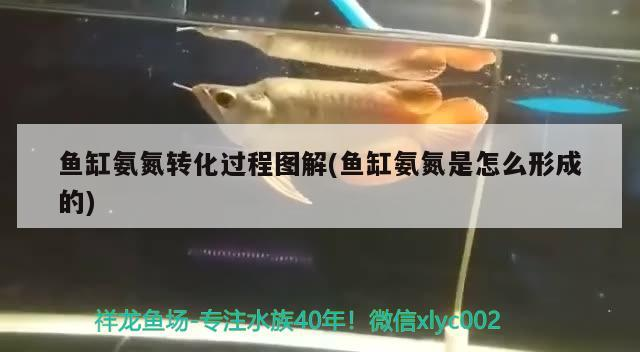 魚缸氨氮轉化過程圖解(魚缸氨氮是怎么形成的)