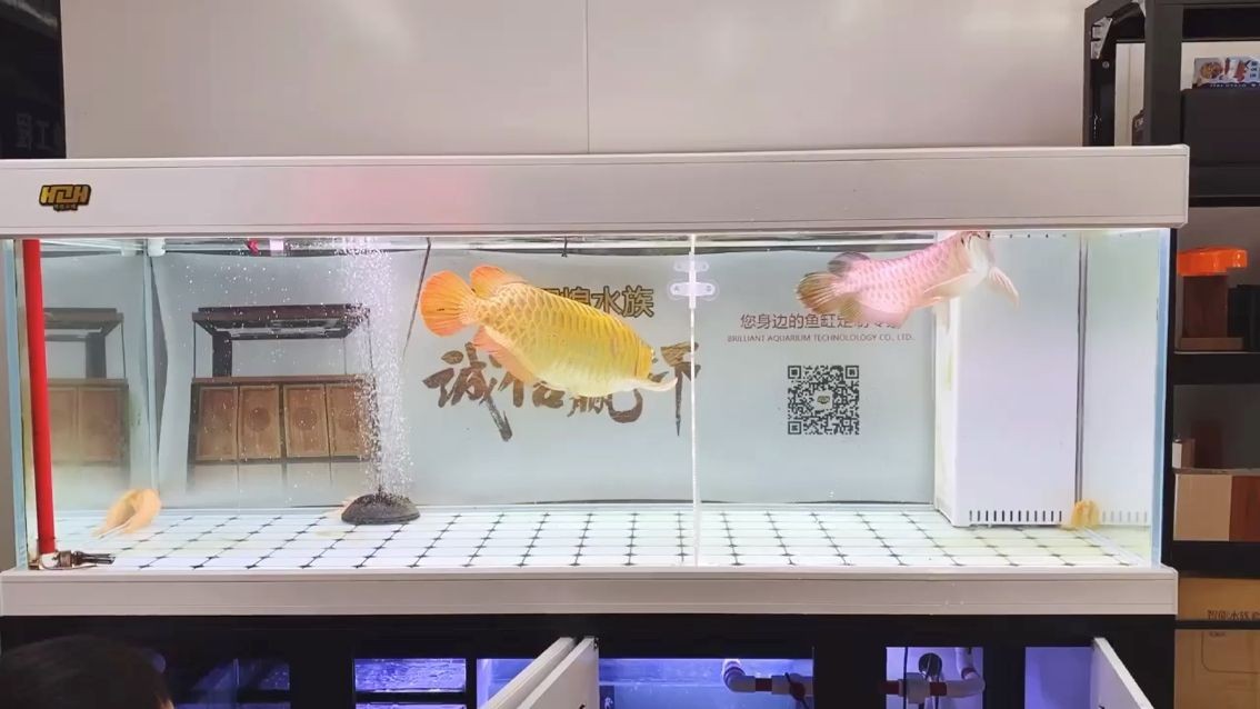 適合和銀龍魚混養的魚類有哪些 適合和銀龍魚混養的魚類有哪些呢