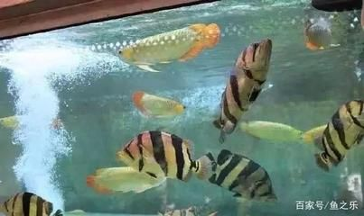 虎魚只養一條好嗎：單獨養一條虎魚，實際飼養中建議單獨養一條虎魚，虎魚只養一條好嗎
