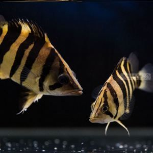 泰北虎魚和蘇門答臘虎魚哪個好養：泰北虎魚和蘇門答臘虎魚哪個好養，