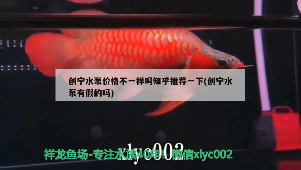 創寧水泵價格不一樣嗎知乎推薦一下(創寧水泵有假的嗎)