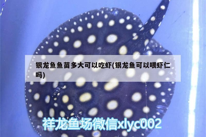 銀龍魚魚苗多大可以吃蝦(銀龍魚可以喂蝦仁嗎)