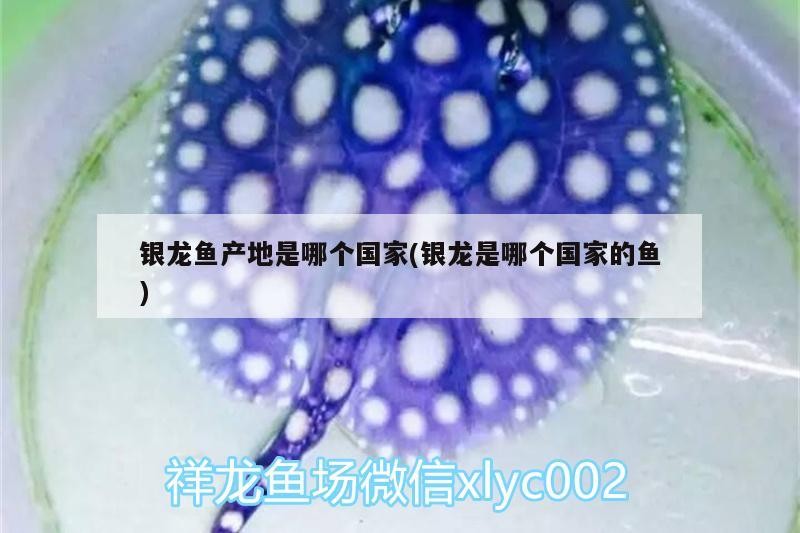 銀龍魚產地是哪個國家(銀龍是哪個國家的魚)