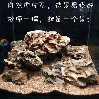 虎皮魚缸造景的藝術與技巧虎皮魚缸造景的藝術與技巧：虎皮魚缸造景技巧