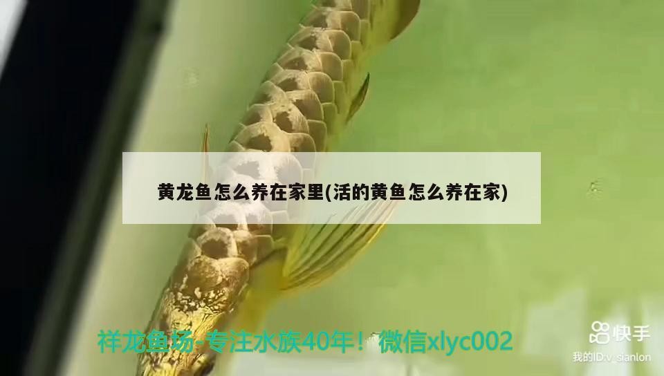 黃龍魚怎么養在家里(活的黃魚怎么養在家)