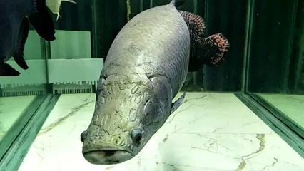 1米5魚缸養海象魚能長多大：1米5的魚缸不適合養海象魚1米5魚缸養海象魚能長多大