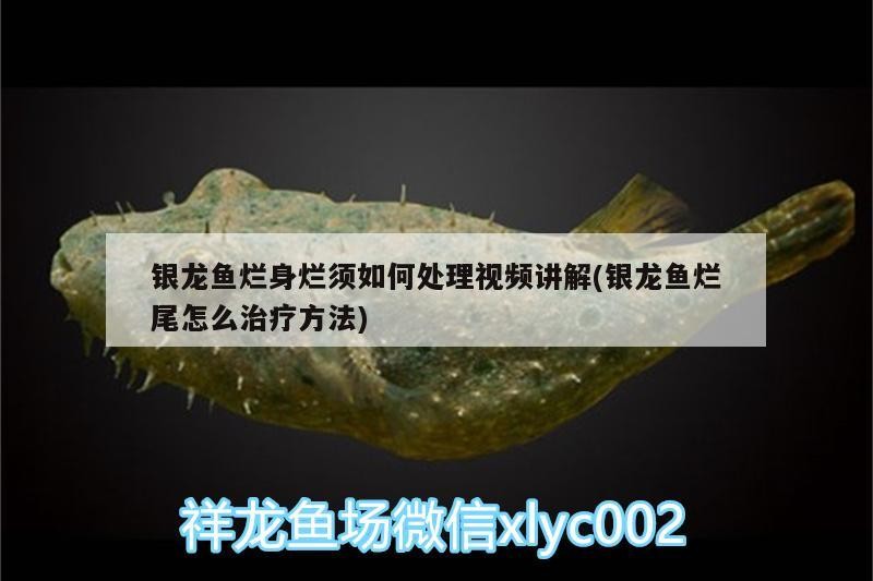銀龍魚爛身爛須如何處理視頻講解(銀龍魚爛尾怎么治療方法)