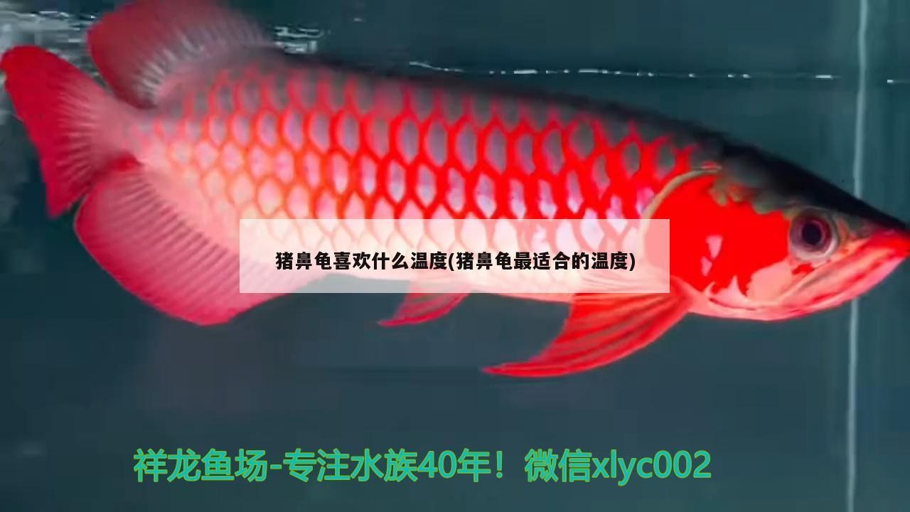 豬鼻龜喜歡什么溫度(豬鼻龜最適合的溫度)