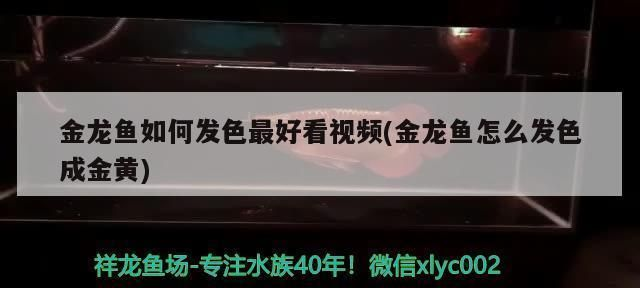 龍魚(yú)喂什么發(fā)色快些vs祥龍魚(yú)場(chǎng)：如何挑選優(yōu)質(zhì)龍魚(yú)