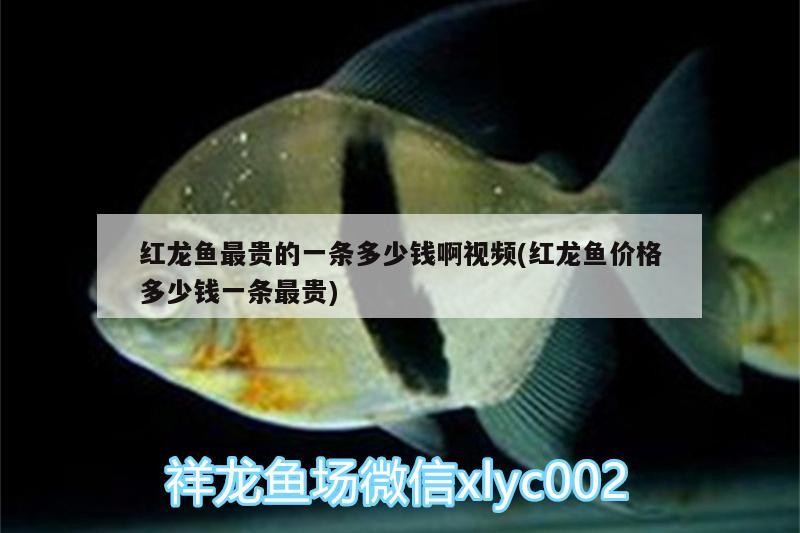 背金龍魚多少錢一條圖片和金龍魚怎么背對應的意思（一條20厘米過背金龍魚多少錢一條圖片和金龍魚怎么背）