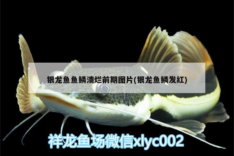 銀龍魚魚鱗潰爛前期圖片(銀龍魚鱗發紅)