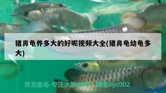 豬鼻龜養多大的好呢視頻大全(豬鼻龜幼龜多大)