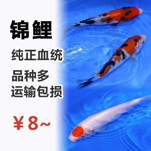 紅龍魚蒙眼嚴(yán)重怎么辦?。杭t龍魚眼睛蒙眼嚴(yán)重時應(yīng)采取一系列措施以緩解癥狀