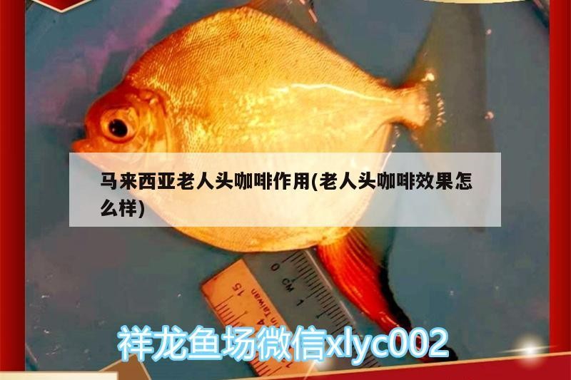 馬來西亞老人頭咖啡作用(老人頭咖啡效果怎么樣)