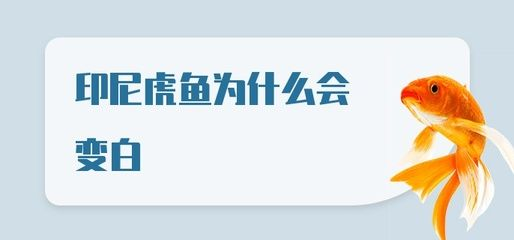 虎魚顏色變白了怎么辦：虎魚顏色變白怎么辦